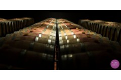 1964: La Gran Anyada que Perdura a la Memòria del Vi