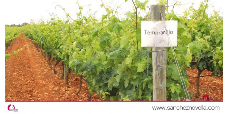 La uva Tempranillo, sus características y sus vinos