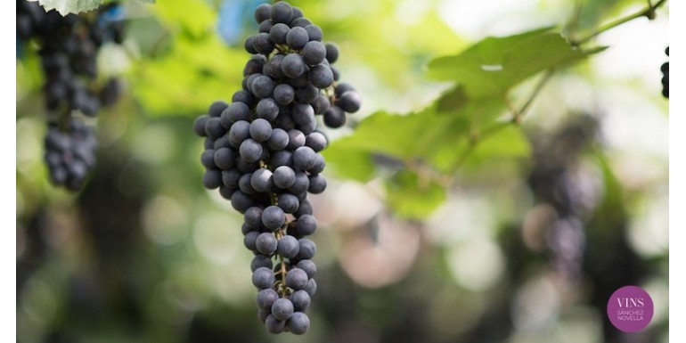 [Infografia] Las principales variedades de uva negra y blanca para la elaboración de vino