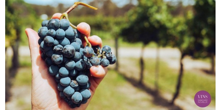 El Vino Ecológico: Sabor Natural y Sostenibilidad en una Botella