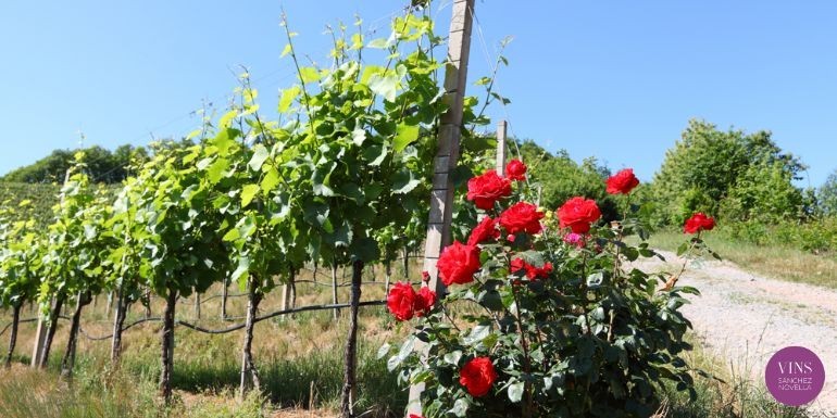 La Belleza que Florece entre Viñedos: Rosales en la Viticultura
