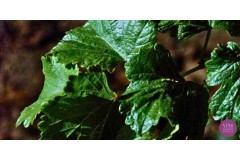 Martivillí: l'essència del Verdejo en la màxima expressió