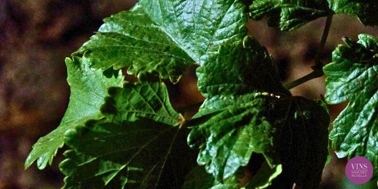 Martivillí: l'essència del Verdejo en la màxima expressió